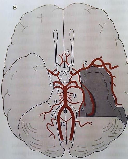 9 Kuva 1b. Aivoverisuonet aivojen basaalipinnalta nähtynä. (Soinila ym. 2011, 43).