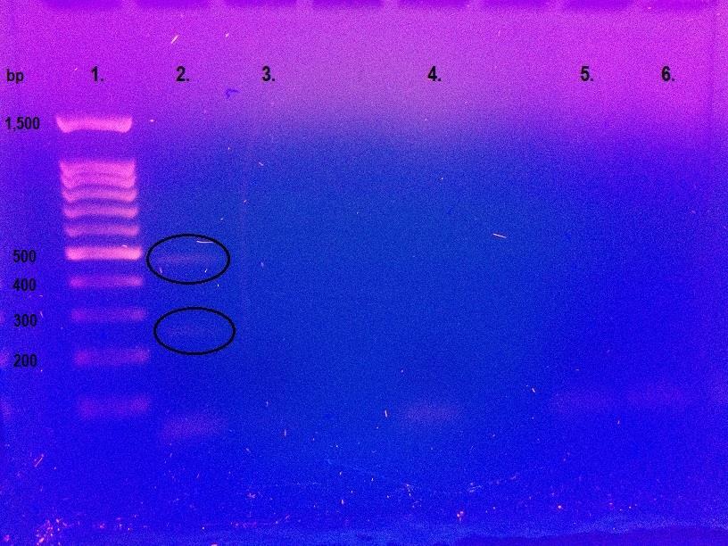 teella paras eri solulinjojen yhtäaikaiseen testaamiseen. Koska näytteet säilyivät viikon ajan jääkaapissa, eri solulinjojen soluille pystyttiin ajamaan PCR samana päivänä. KUVIO 1.