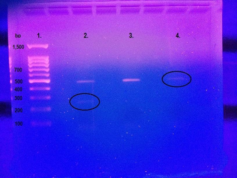 KUVIO 2. Promokine Mycoplasma Detection Kit I/C. 1) RTU DNA Ladder I, 2) positiivinen kontrolli, 3) negatiivinen kontrolli, 4) LNCaP näyte, tehty kuumennusmenetelmällä.