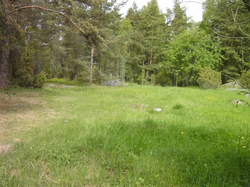 Kuva 4. Kuva kohti pohjoista. Kuvassa vasemmalla mäntykangas (alue nro 3. Kuvan keskellä suurruohoniittyä (alue 5b). Aivan oikealla häämöttää kalliokedon reuna (alue nro 1).