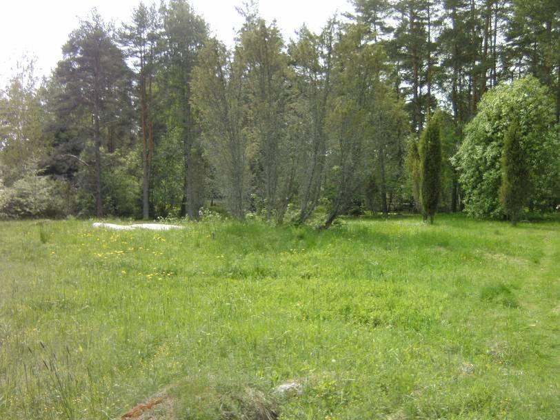 Kuva 5. Kuvassa oikealla komeita pylväsmäisiä katajia. Etualan katajikko ei ole kovin hyvässä kunnossa.