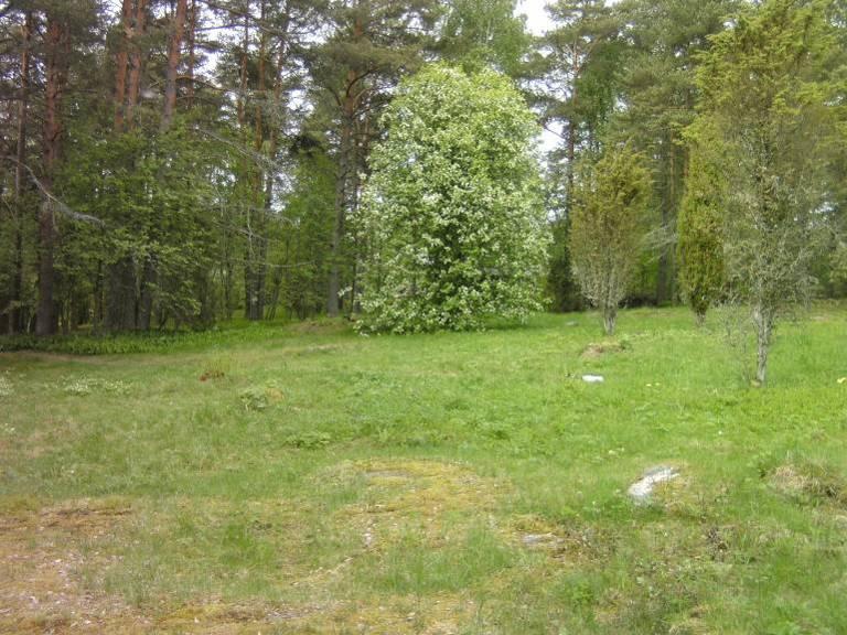 Myös esimerkiksi kostealla osalla sijaitseva iso tuomi (ks. kuva 1, alue 6) ja pihlajat ovat esteettisten sekä maisemallisten arvojen kannalta mielekkäitä säilyttää alueen reunalla. Vaikka suurten em.