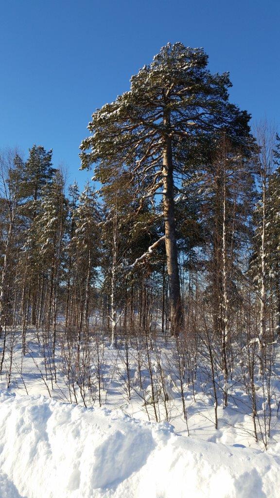 8 käyvän merkkihenkilön kunniaksi kiinnittää niihin kyltti. Esimerkiksi Sodankylän Auvojärvellä on vastaavanlainen Ministerinmänty, joka on Seipäjoen savotan muistomerkki.