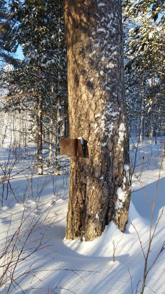 Mitään varmaa tietoa puun historiasta ja merkityksestä ei kuitenkaan ole pystytty löytämään. Puu ei vaikuta alueen kaavoitukseen. Kuva 6.