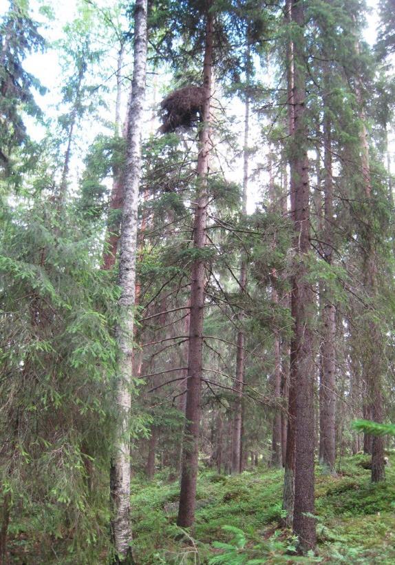 Kanahaukan, hiirihaukan ja mehiläishaukan pesät Haukat suojeltuja Heidi Björklund, & Jari Valkama 31.3.2017 Petolinnut, niiden munat ja poikaset ovat luonnonsuojelulain mukaan rauhoitettuja.