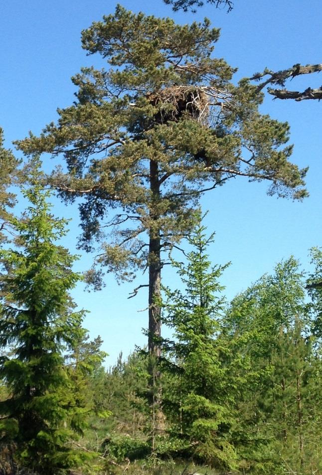 2016 alk) Merikotka rakentaa kookkaan pesänsä yleensä vankan männyn latvahaaraan.