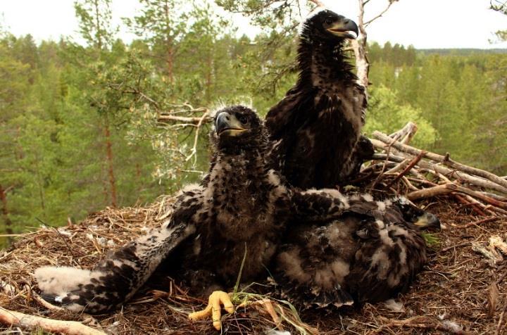 Pesän vuorauksena on männynhavuja, tunnusomaisesti kuivaa heinää sekä joskus sammalta ja jäkälää.