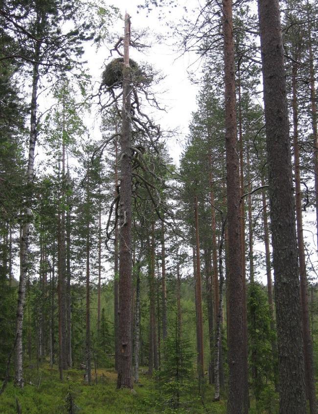 Haukanpesän erottaminen