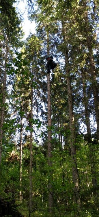 Vaihtopesät ovat yleensä alle 500 m päässä toisistaan. Pesissä pesitään usein vuosia, jopa vuosikymmeniä.