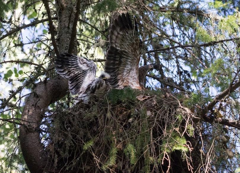 Onko pesä asuttu? Metsänkäsittelyssä kannattaa huomioida asutut haukanpesät, niiden vaihtopesät ja mahdollisuuksien mukaan myös autioituneiden reviirien pesät.