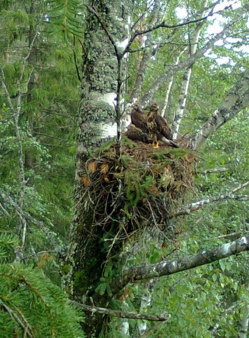 Poikaspesän juurella on valkoisia ulostejälkiä (niukasti, jos oksisto on tiheä). Maasta voi löytyä saalisjätteitä (luita, höyheniä, ampiaiskennoja) tai yksittäisiä emojen sulkia.