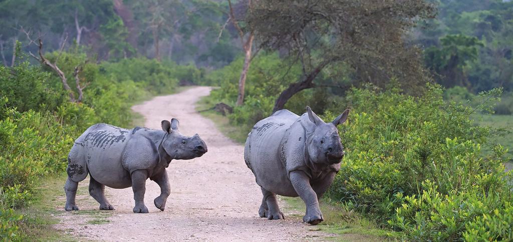 Ti 3.4.2018. Kanha National Park - Nagpur - Delhi - Guwahati (A, P) Aamulla on aika pakata matkalaukut taasen tila-autoihin ja suunnata tällä kertaa kohti Nagpurin kaupunkia.