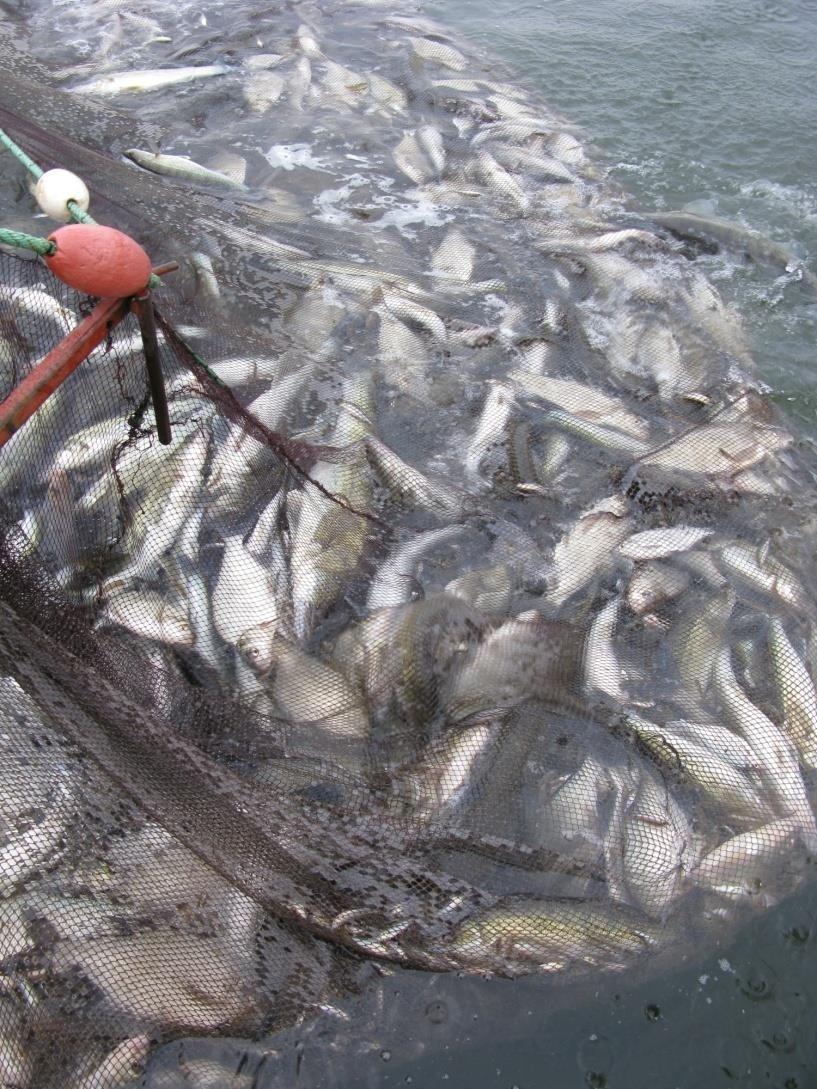 Hoitokalastus on pääasiassa kuntien rahoittamaa, Vesijärvisäätiön kautta Lahna, särki, salakka tärkeimmät kohdelajit Isommat lahnat liian suuria petokaloille Petokalat vapautetaan nuotasta