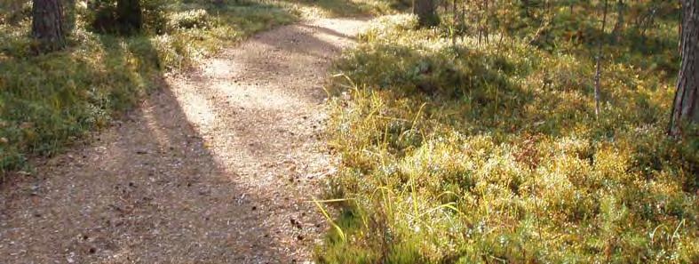 Pääosin Summassaaren metsät ovat talousmetsää. Luonnontilaisimmat metsäkuviot sijaitsevat selvitysalueen kaakkoisosassa Haikanniemen pohjoisrannalla ja Haikankärjessä. Kuva 5.