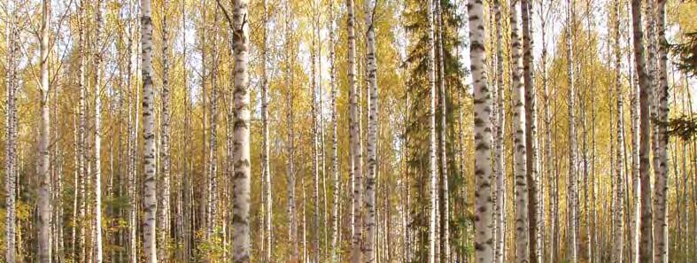 SUUNNITTELUKESKUS OY Saarijärven kaupunki 8