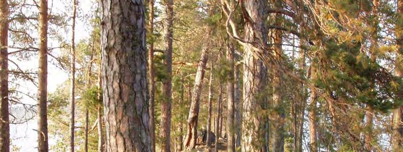 SUUNNITTELUKESKUS OY Saarijärven kaupunki 10 Summassaaren luonto- ja maisemaselvitys 613-C6576 A.