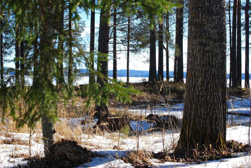 Mertaniemen ranta-asemakaavan liito-oravaselvitys 17.3.2017 4 (5) Kuva 4. Paksurunkoinen haapa alueen koillisosassa. Alueella suoritettiin liito-oravaselvitys 16.3.2017 vakiintuneella papanakartoitusmenetelmällä.