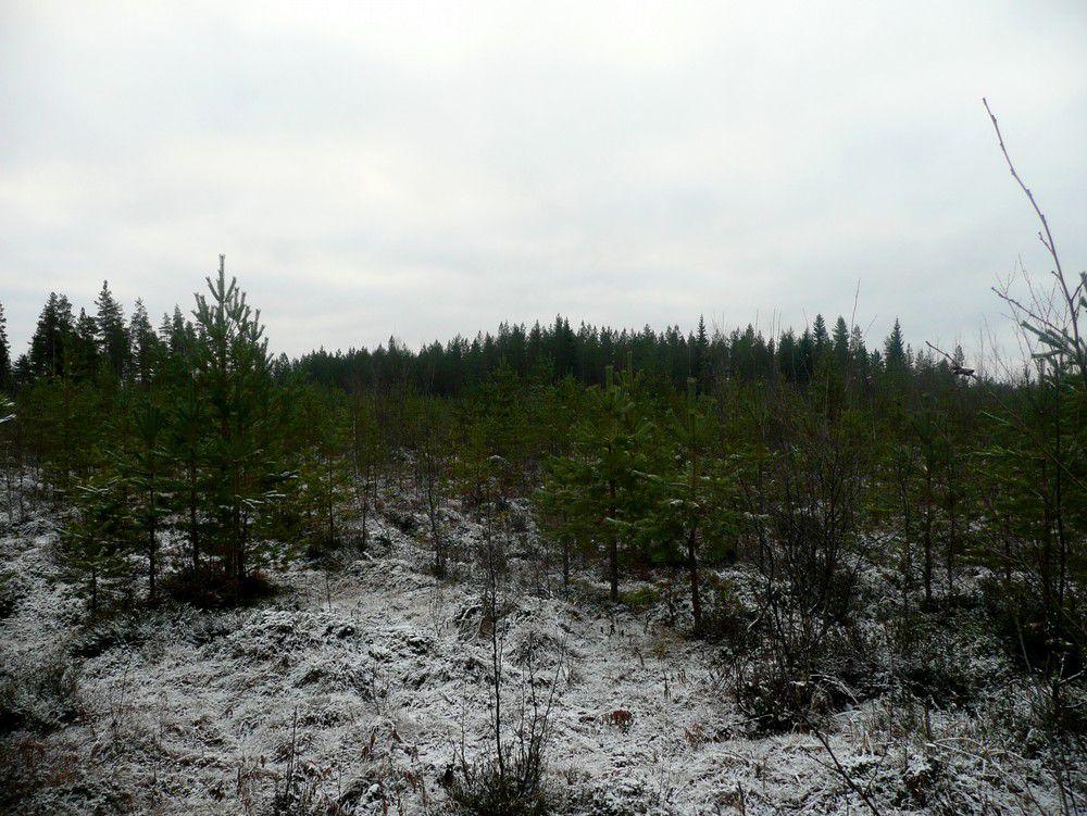 6 Kuva 1. Linjaus Lehdonkankaalta kuvattu itään.