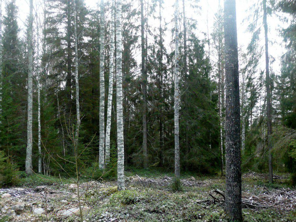 muokattu. Kuva 2. Linjaus Kallionevan itäpuolella kuvattu kaakkoon.