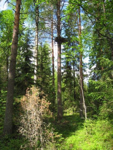 Pesäpuita Hiirihaukka Heidi Björklund Hiirihaukan pesä on yleensä kuusessa (54 %; Luomus, petolintuseuranta, 1886 pesän