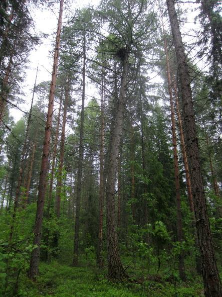 Kuvissa mänty ja lehtipuut korostuvat ehkä siksi, että kuusipesiä on hankala kuvata pesän peittyessä oksistoon.