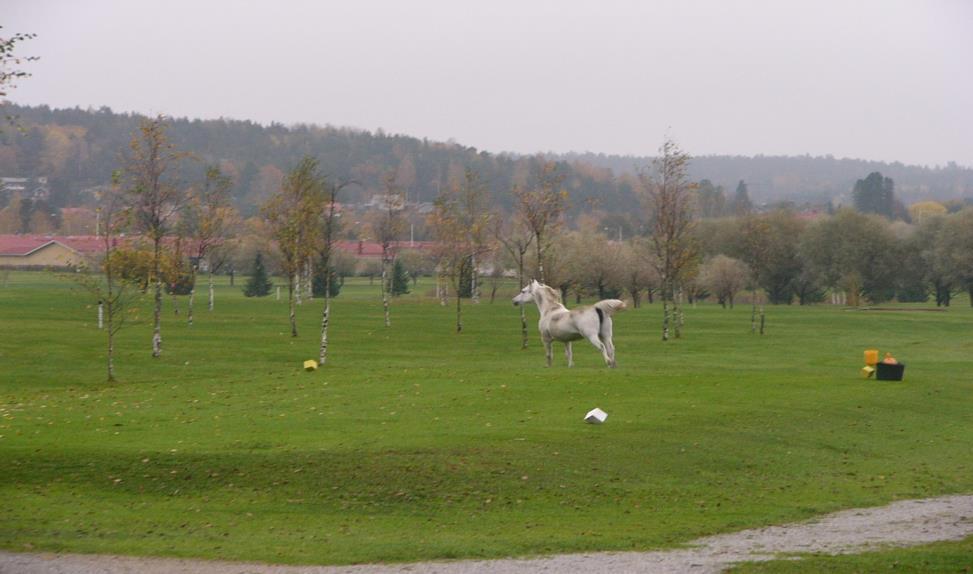 Hevonen kentällä 2007 4. Luonto ja maisema ympäristön kannalta Viheralueena Salon golfkenttä soveltuu erinomaisesti Salon urheilupuiston yleisilmeeseen.