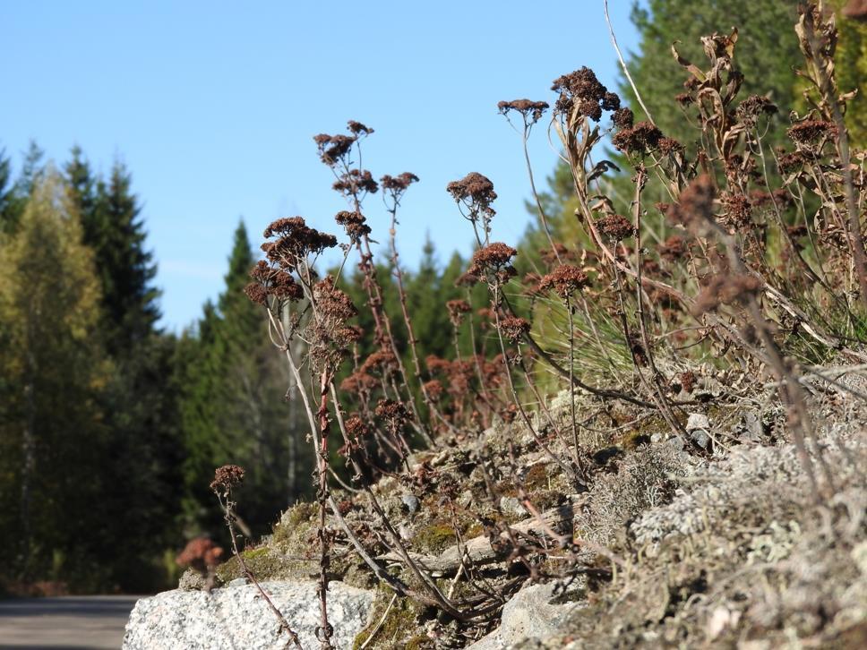 Kuva 4. Toijassa kasvaa kallioleikkauksen päällä huomattavan paljon isomaksaruohoa. 20.9.2016 Petri Parkko 4.