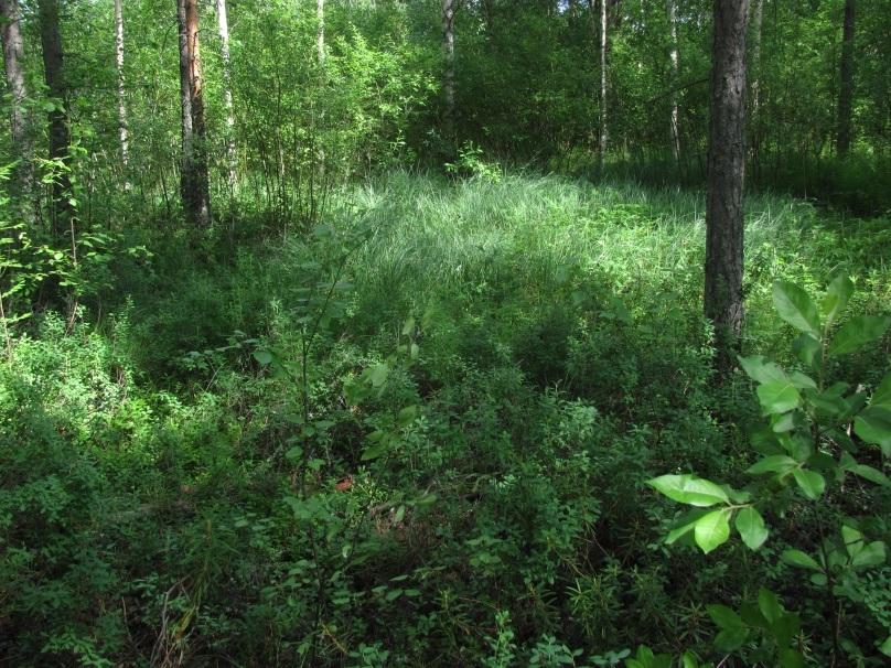 korpikastikka, maitohorsma, koiranputki, nokkonen, timotei, hiirenvirna ja niittynätkelmä.