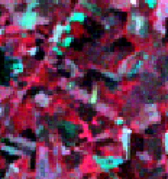 Figure.