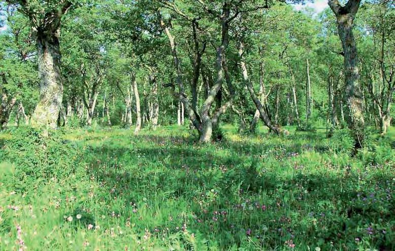 teet eivät ole ristiriidassa Naturan luontotyyppien suojelun kanssa. Näidenkin perinnebiotooppien hoitosuunnitelmia voivat laatia maatalouden erityistukisuunnitelmia tekevät suunnittelijat.