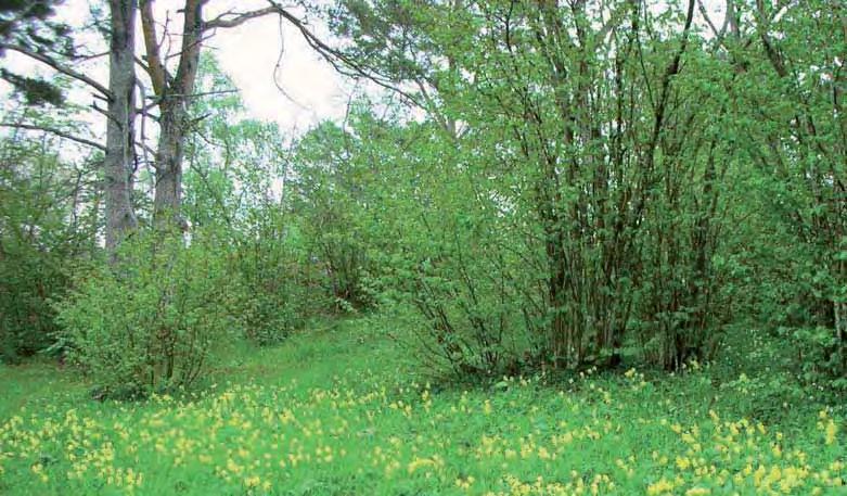 Maisemanhoitoon erikoistuneita urakoitsijoita käytetään ympäristökeskuksen vastuulla olevien alueiden hoitoon. Talkootoimintaa tuetaan pitempiaikaisilla avustuksilla.