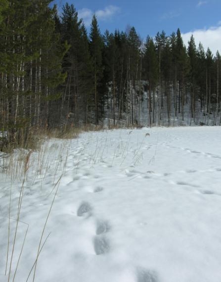 Jääpeitteen kokonaispaksuus vaihteli 31-40 cm välillä.