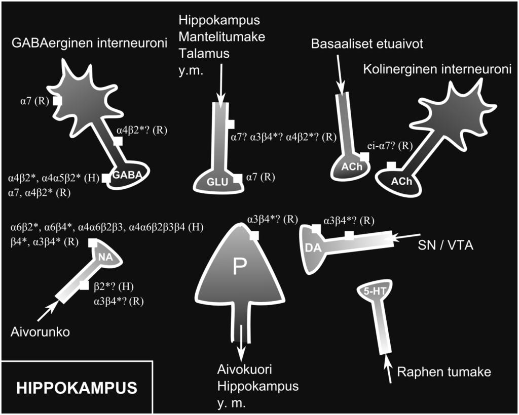 Tulokset hippokampuksen eri alueilta on yhdistetty ja pyramidaalisolujen ristikytkökset jätetty merkitsemättä selkeyden vuoksi. Kysymysmerkein on ilmaistu reseptorin tarkan sijainnin olevan epäselvä.