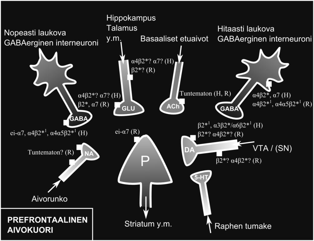 53 sijaitsevien nikotiinireseptorien suhteellisesta merkityksestä.