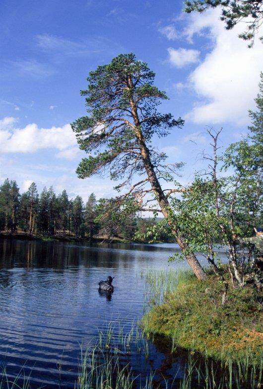 Mäntysubfossiilit paikallistetaan rantamudasta helpoiten joko snorklaamalla ja katsekontaktilla tai jalkatutkaimella.