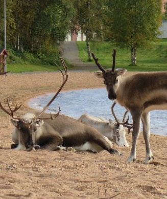 com 31 KYLPYLÄ UIMAHALLI POUKAMA Kylpylä Poukama tarjoaa rentoutumista ja piristäytymistä koko perheelle. Hallissa lukuisia altaita sekä aikuisille että lapsille. 4 saunaa + höyrysauna.