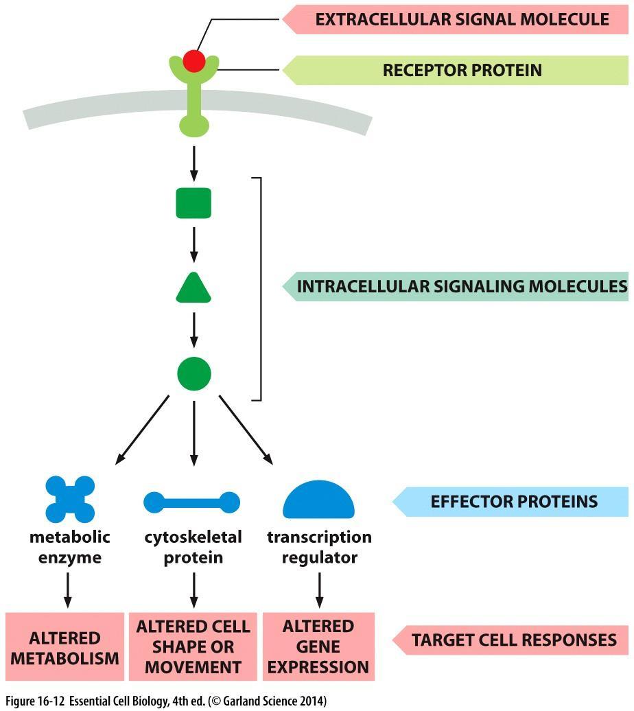 In biochemistry, an effector molecule is usually a small molecule that selectively binds to a protein and regulates its biological activity.