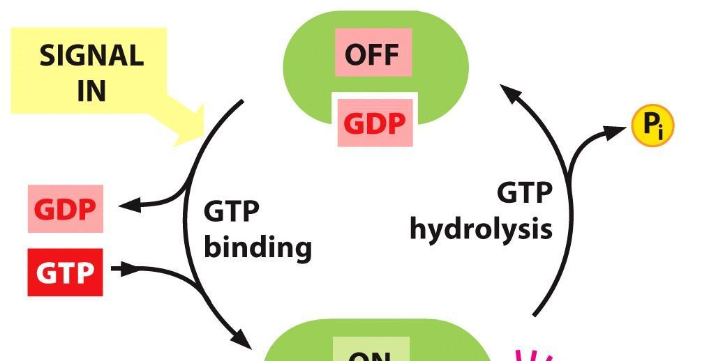 GENERAL PRINCIPLES OF CELL SIGNALING Cell-Surface Receptors Relay Extracellular