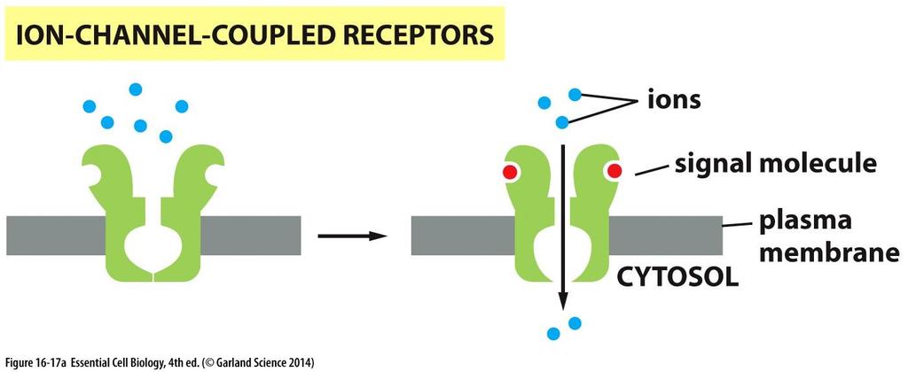 Tapahtuma on nopea ja lyhytkestoinen. Reseptorit palaavat perustilaansa hyvin nopeasti. Useat hermovälittäjäaineiden reseptorit ovat ionikanavareseptoreita.