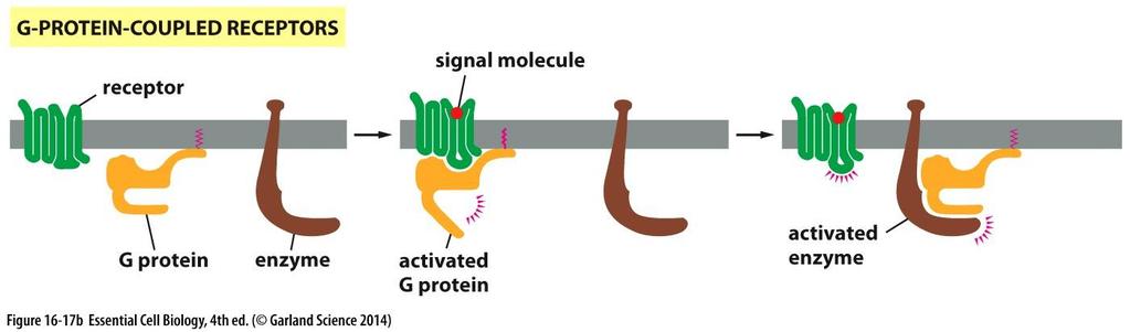 Wikipedia: G-proteiinikytkeiset reseptorit ovat solukalvon läpäiseviä reseptoreita, jotka ovat solun sisäpuolella kytköksissä G-proteiiniin.