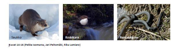 Merkittävää linnustoa,