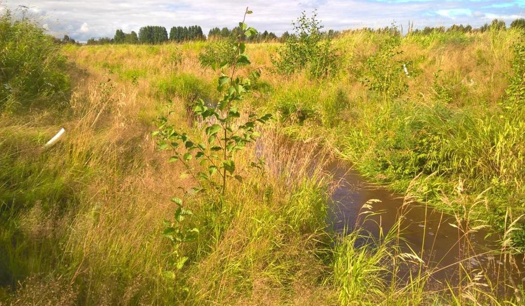 Puustoa alkaa kasvaa hoitotavat?