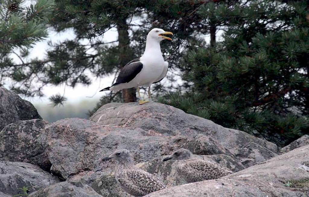 Selkälokkikantojen muutokset 2003 2013 Tuhkaselkälokit Läntistä (graellsii/intermedius) tai itäistä (heuglini) alalajia edustavia tuhkanharmaaselkäisiä selkälokkeja on Suomessa alettu nähdä yhä