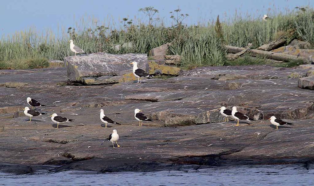 Uhanalaiset lajit Sisämaa Lapissa selkälokki on vähälukuinen.