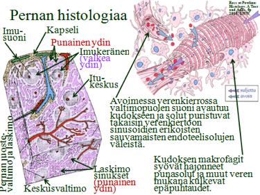 sisään. Parenkyymi jaetaan makro- ja mikroskooppisen ulkonäön mukaan valkeaan ytimeen (lymfaattista kudosta) ja punaiseen ytimeen (runsaasti punasoluja).