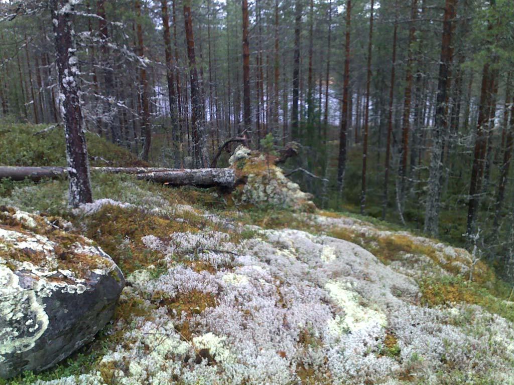 1 Liite 5 Ari Lyytikäinen MUSTANKIVEN ALUE, ILOMANTSI, HATTUVAARA YMPÄRISTÖKATSELMUS