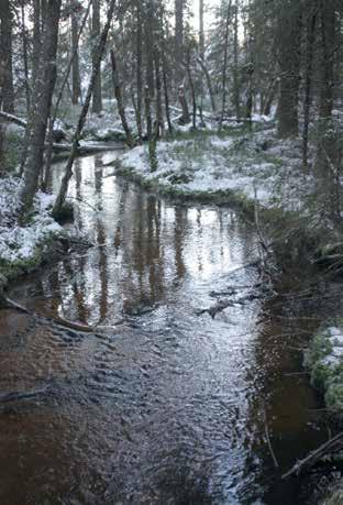 kiviä. Puro virtaa kuusivaltaisessa suojaisassa metsässä ja on monin paikoin kuitenkin luonnontilaisen kaltaista.