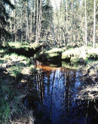 Yliluoman peltoalueen tienoolla Paholuoma on luonnontilaisen kaltaista ja verkkaista.