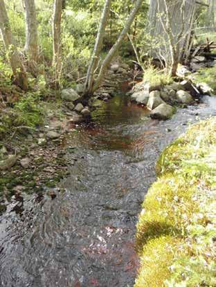 Vanha patopaikka on kivikkoinen ja alaosaltaan virta rännimäinen Lähdeluoma on Puistotien ja Lammaojan välisellä alueella kaunista metsäpuroa kuuaukon matkan puron luonnontila on heikentynyt