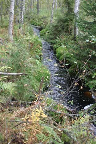 Saunaluoma on Peijarinniemen tilan yläpuolella varsin pienipiirteistä ja metsäojalta vaikuttavaa. vähenevän.